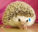 Sonic Posing